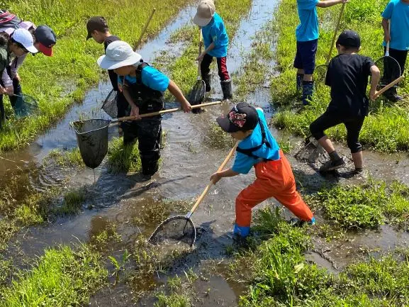 ●子どもラムサールクラブ:田んぼの生きもの観察